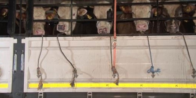 İstanbul’a kurbanlık hayvan girişleri başladı