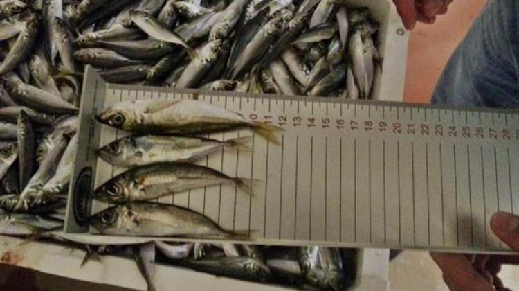 İstanbul'da '13 cm' operasyonu! 90 ton balığa el konuldu