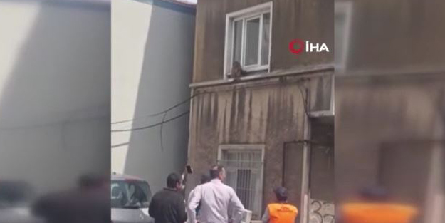 İstanbul'da başı boş maymun görüldü! İlginç anlar kamerada