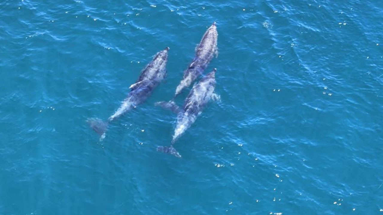 İstanbul’da belgeselleri aratmayan görüntüler