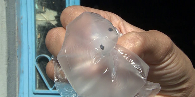 İstanbul'da bir binayı istila ettiler! Bina sakinleri korkudan evlerine giremiyor