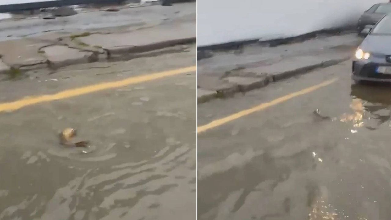 İstanbul'da bu da oldu: Sürücü yolun karşısına geçen balığa yol verdi