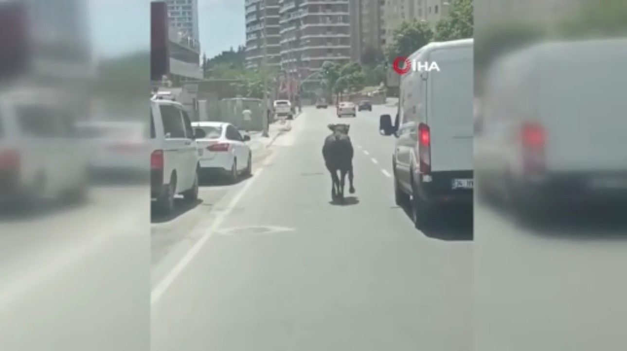 İstanbul’da dana firarda! İki ilçe değiştirdi ortalığı birbirine kattı
