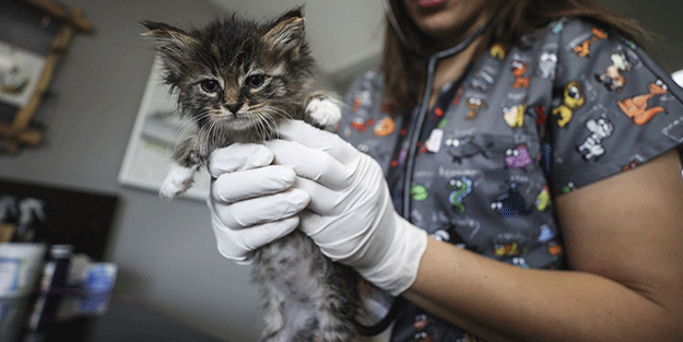 İstanbul’da dehşete düşüren salgın paniği! 700 kedi öldü