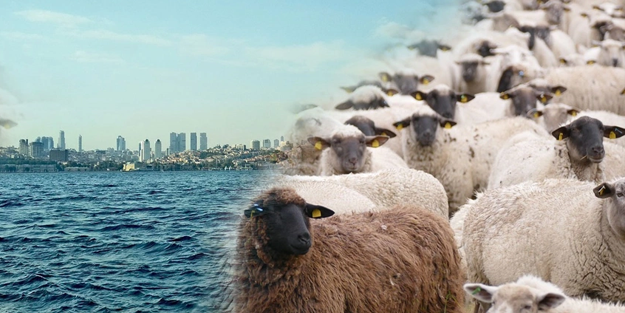 İstanbul'da denizin altında 20 bin koyun var!