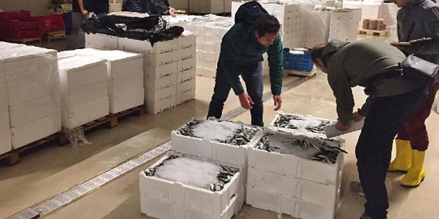 İstanbul'da dev operasyon! Yasal boy sınırı altında avlanan 22 ton balığa el konuldu