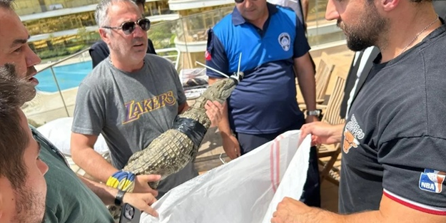 İstanbul'da evinde timsah besleyen kişi yakalandı