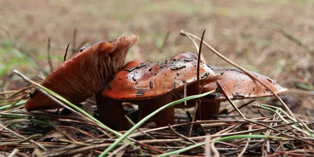 İstanbul'da görüldü, vatandaşlara uyarı üstüne uyarı yapıldı!