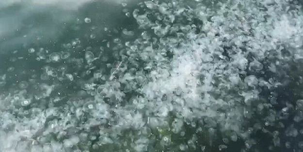 İstanbul'da hepsi kıyıya vurdu! Görenler gözlerine inanamadı