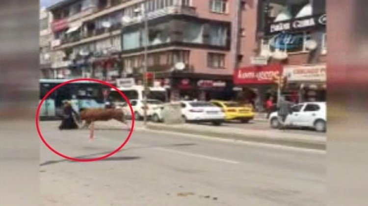 İstanbul'da kaçak boğa, genç kadını hastanelik etti