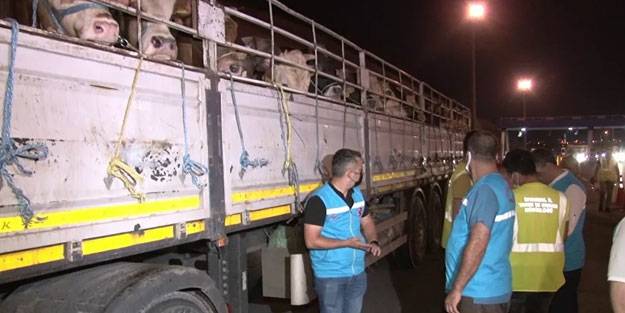 İstanbul'da kaçak kurbanlık taşıyan 60 TIR yakalandı