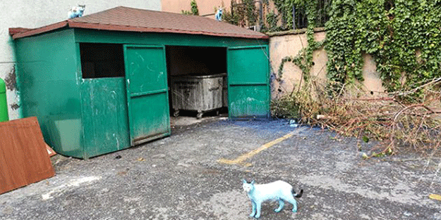 İstanbul'da kediler bir anda 'Şirinler'e döndü