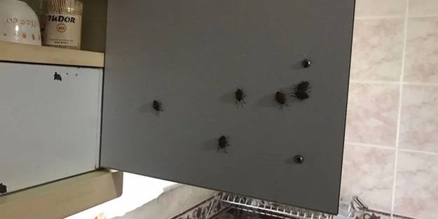 İstanbul'da kokarca böceği kabusu