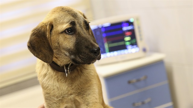 İstanbul'da köpeğin tedavisi 17 bin TL tuttu