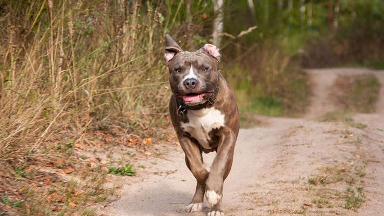 İstanbul'da köpek dehşeti! Serbest bırakılan pitbull küçük çocuğa saldırdı