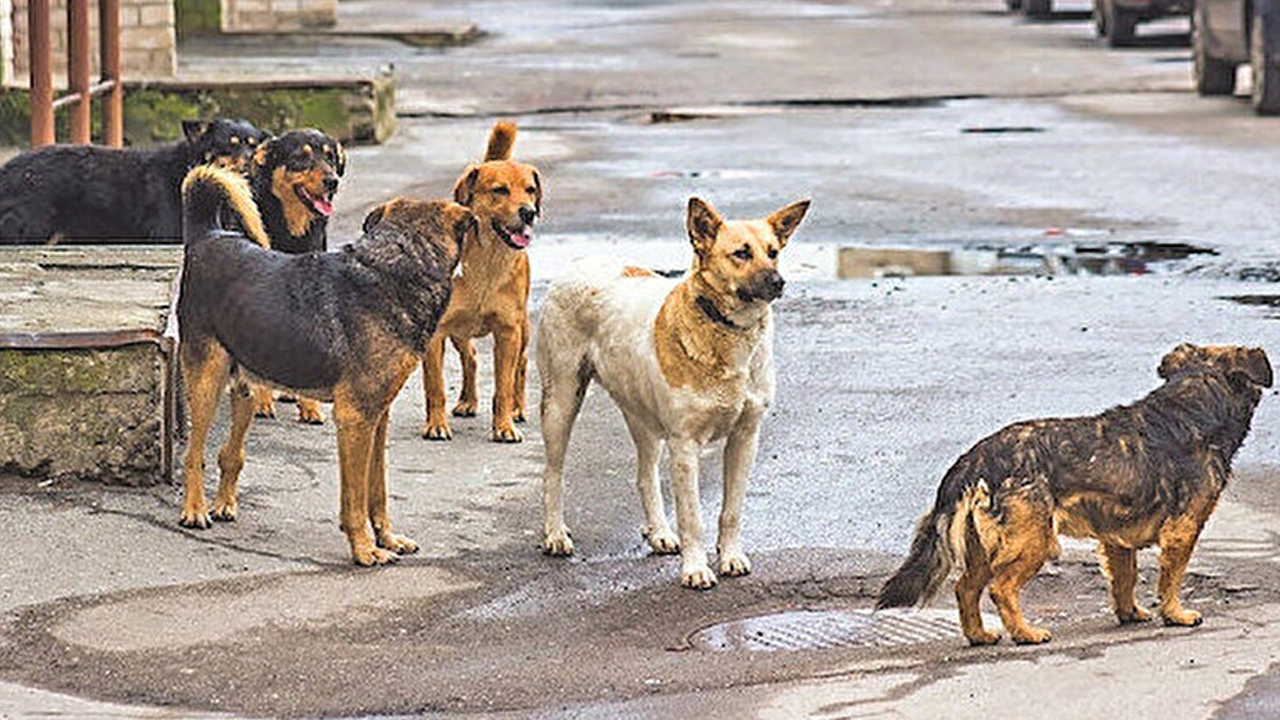 İstanbul'da köpek sorunu: İBB'nin patili dostları o sokakta çocuklara saldırıyor!