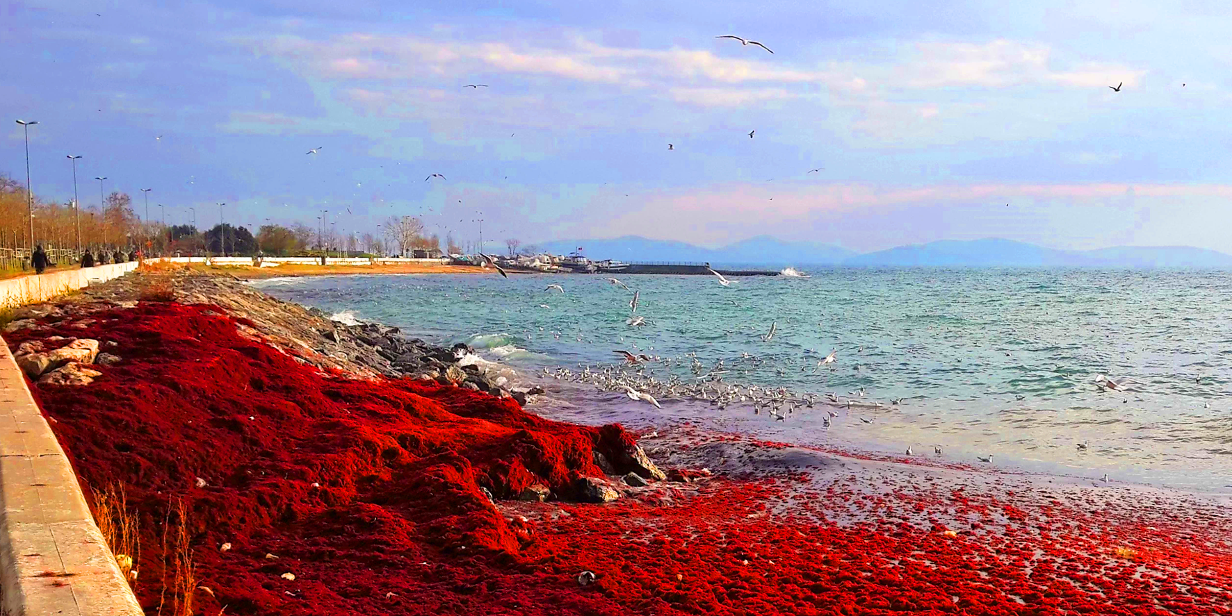 İstanbul’da korkutan görüntü: Caddebostan Sahili kırmızıya boyandı