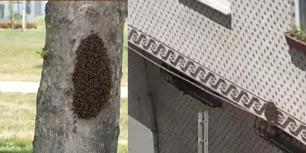 İstanbul'da korkutan görüntü! Öbek öbek arılar şehri istila etti!