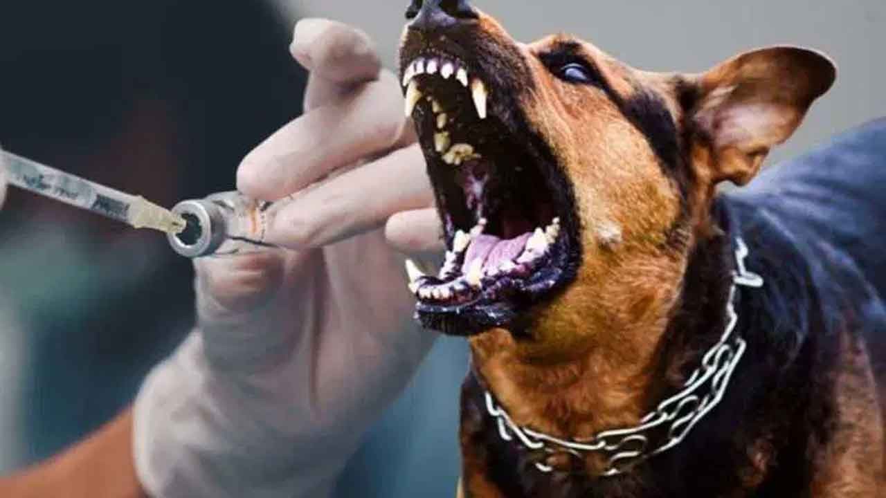 İstanbul'da korkutan "kuduz" yalanı! Valilik sahte haberleri ifşa etti: "2007'den beri tek bir vaka bile yok!"