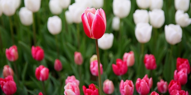 İstanbul'da lale vakti