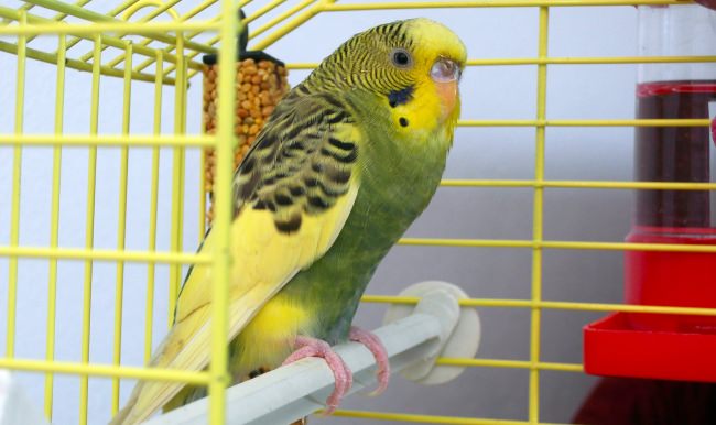 İstanbul'da muhabbet kuşuna haciz!