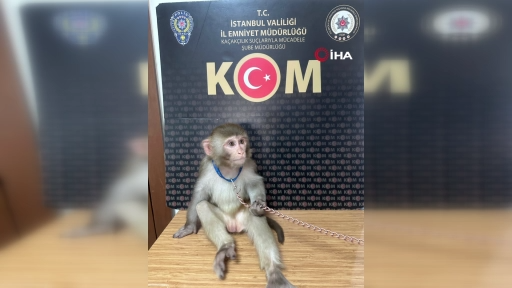 İstanbul'da operasyon! Maymun, timsah ve yılan yakalandı