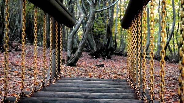 İstanbul’da ormanlara gitmek yasak mı? Orman piknik yasağı sürüyor mu?