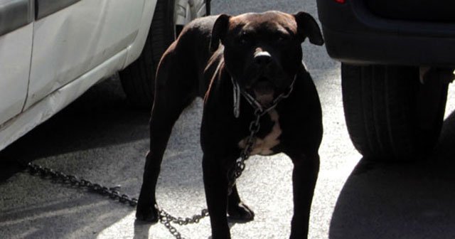 İstanbul'da pitbull dehşeti