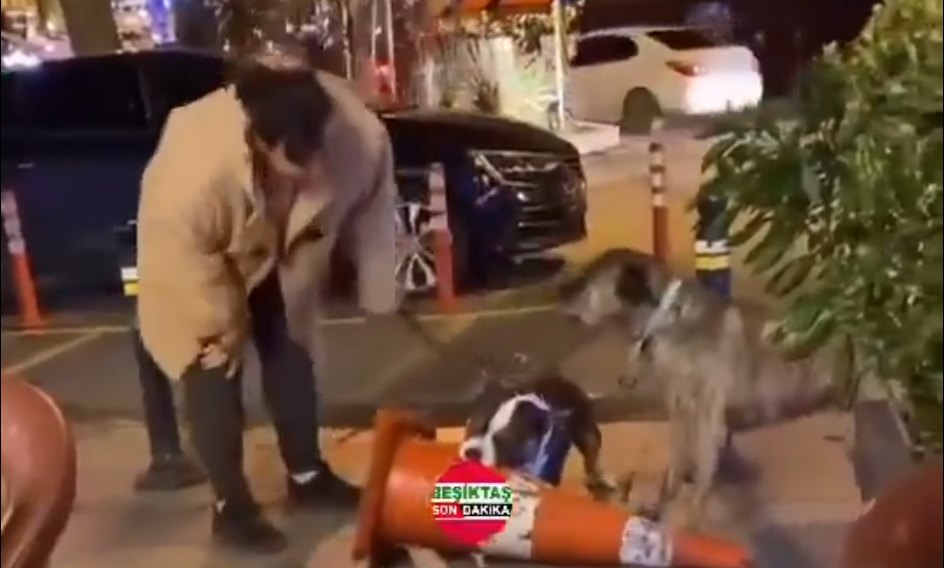 İstanbul'da pitbull dehşeti! Sahibine 76 bin TL ceza kesildi