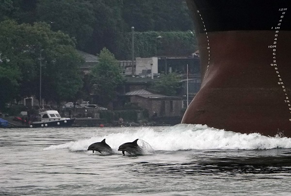 İstanbul'da renkli görüntüler! Yunuslar, Boğaz'da gemilere eşlik etti