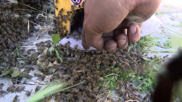 İstanbul'da şaşırtan manzara! Binlerce arı yüzünden evden çıkamadılar