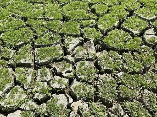 İstanbul'da şaşırtan manzara! Sular çekildi bakın gölet kimlere kaldı