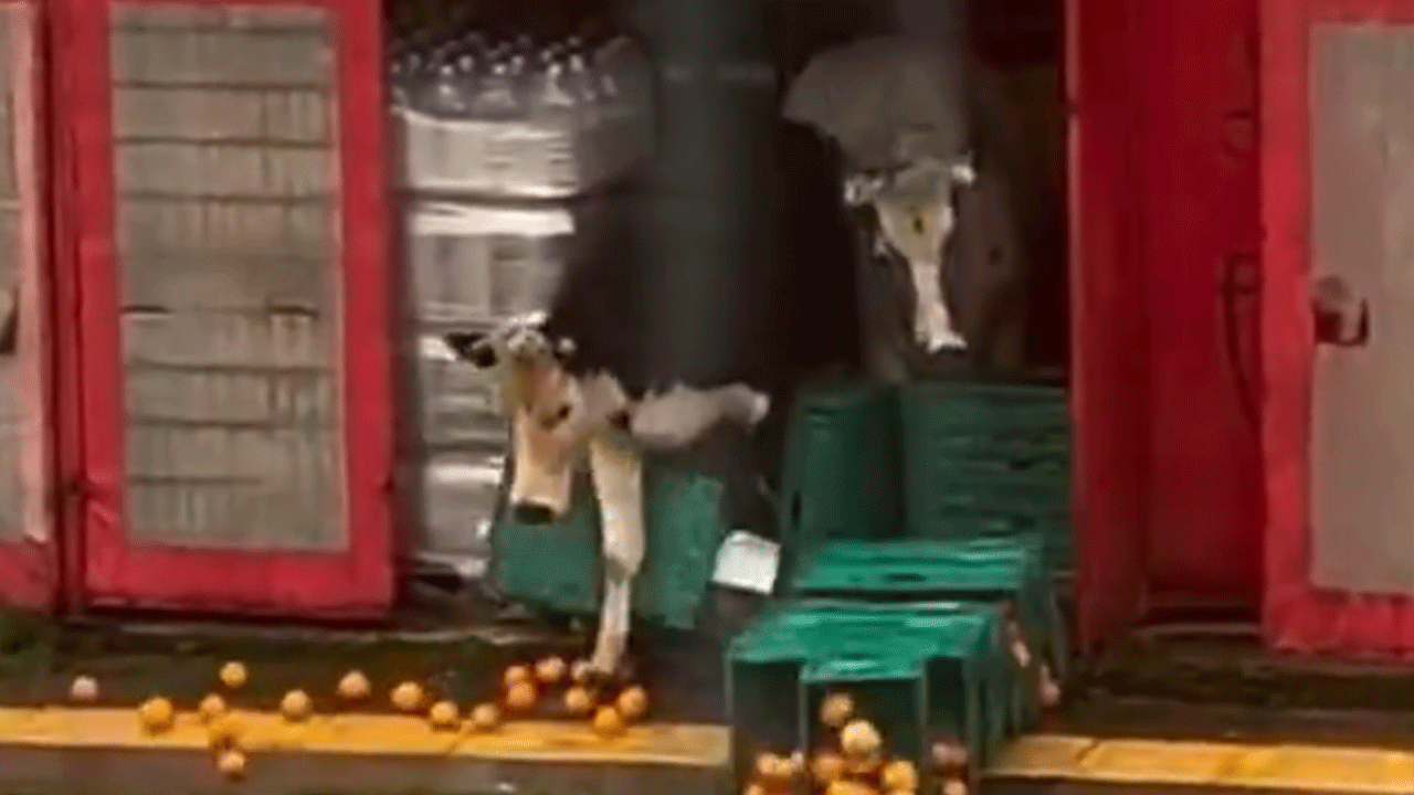 İstanbul’da şaşkına çeviren görüntü! Markete giren inekler meyve-sebze reyonunu talan etti