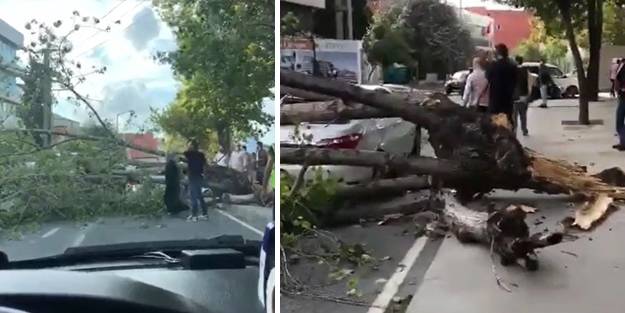 İstanbul'da şiddetli rüzgar! Ağaç gövdesinden kırıldı