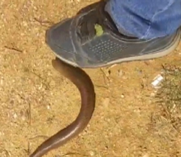 İstanbul'da sık sık görüntüleniyor! Yılan mı kertenkele mi?