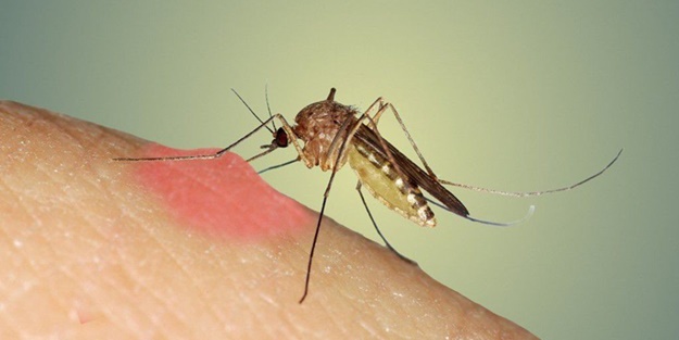 İstanbul'da sivrisineklerin görülme sıklığında artış