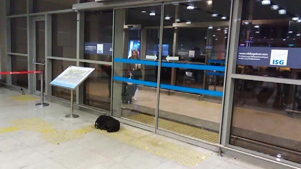 İstanbul'da soğuk havada üşüyen köpek havalimanına sığındı