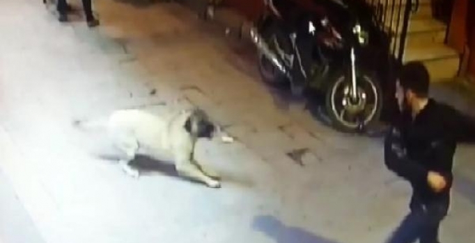 İstanbul'da sokak köpeğine kemerle saldırıp bıçakladılar