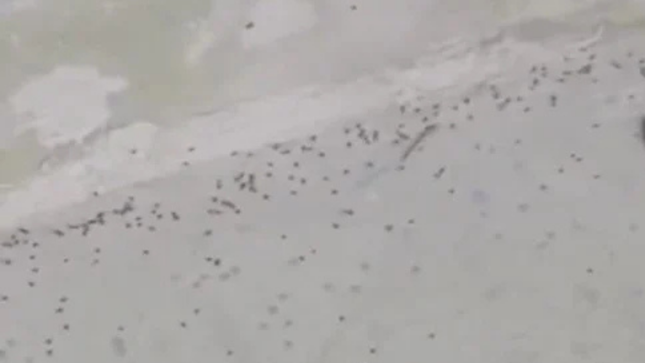 İstanbul’da tehlike çanları: Uzmanlar alarm verdi: “Acil müdahale şart!”