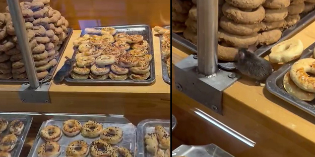 İstanbul'da ünlü zincir markette mide bulandıran görüntü! Fareler kurabiyelerin arasında dolaştı