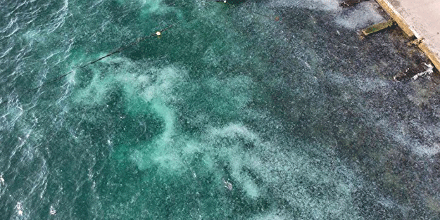 İstanbul'da ürküten görüntü! Her yeri istila ettiler