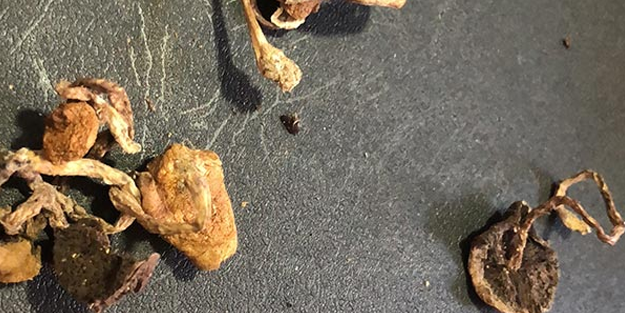 İstanbul'da uyuşturucu operasyonu! Çok sayıda sihirli mantar ele geçirildi