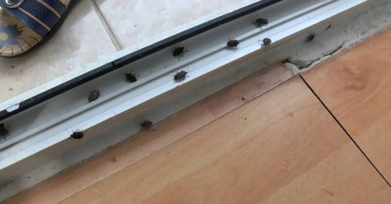 İstanbul'da yeni kabus! Evleri bastılar