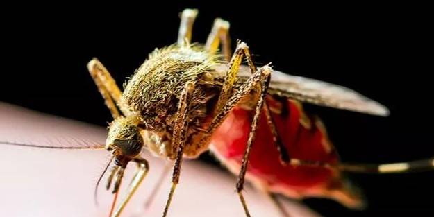 İstanbul'da yerleşik türler arasına girdi! Artık ulusal bir sorun