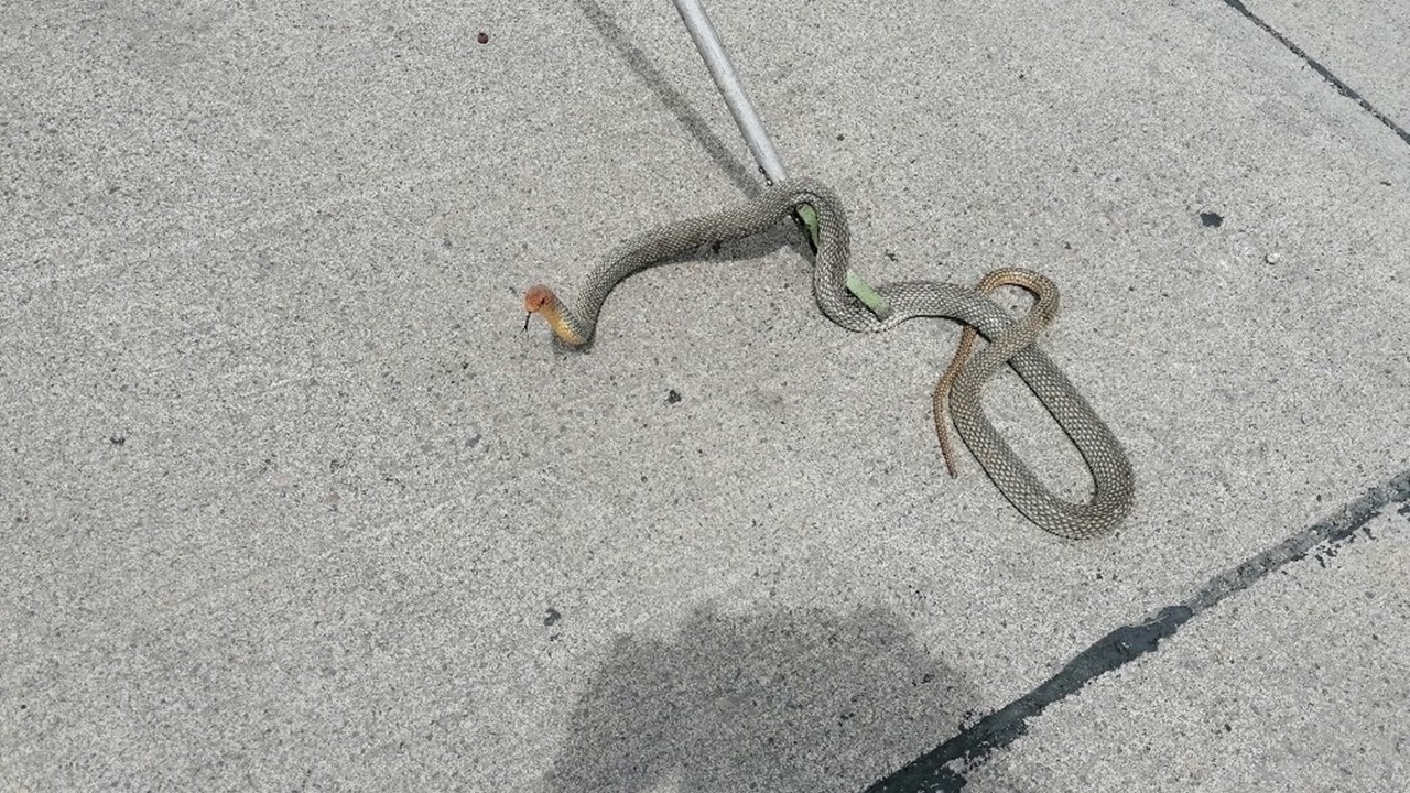 İstanbul’da yılan istilası: Ekosistem çemberi kırıldı