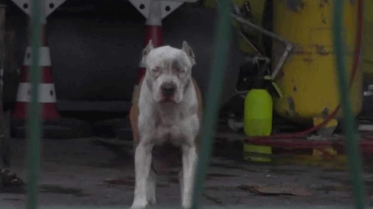 İstanbul'da yine başıboş köpek dehşeti! Pitbull dehşet saçtı