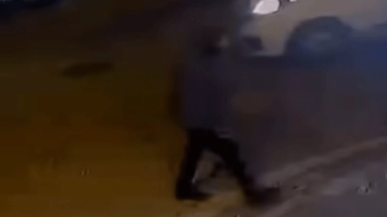 İstanbul’da yine başıboş köpek saldırısı! Yasa çıktı ama değişen bir şey yok