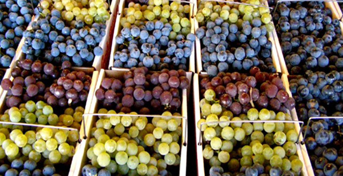 İstanbul'da zam şampiyonu yaş üzüm