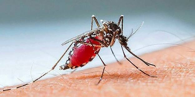 İstanbul'da zehirli sivrisinek alarmı! Belirtileri ve korunma yolları neler?