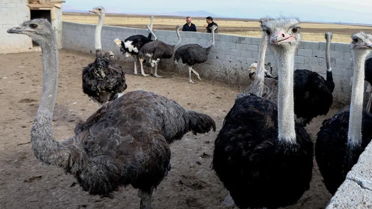 İstanbul'daki işini bırakıp, devekuşu çiftliği kurdu!